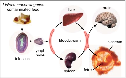 Fig. 1.