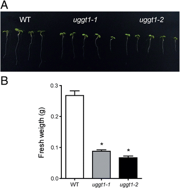 Fig. 8