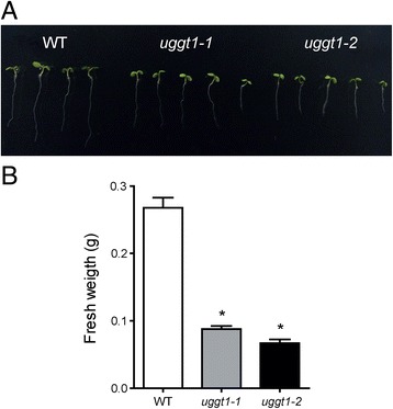 Fig. 8