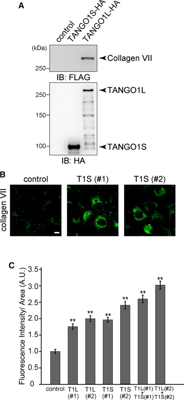 FIGURE 3: