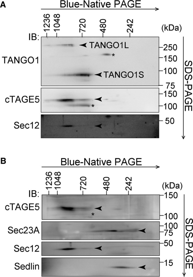 FIGURE 4: