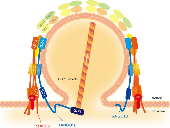 FIGURE 9: