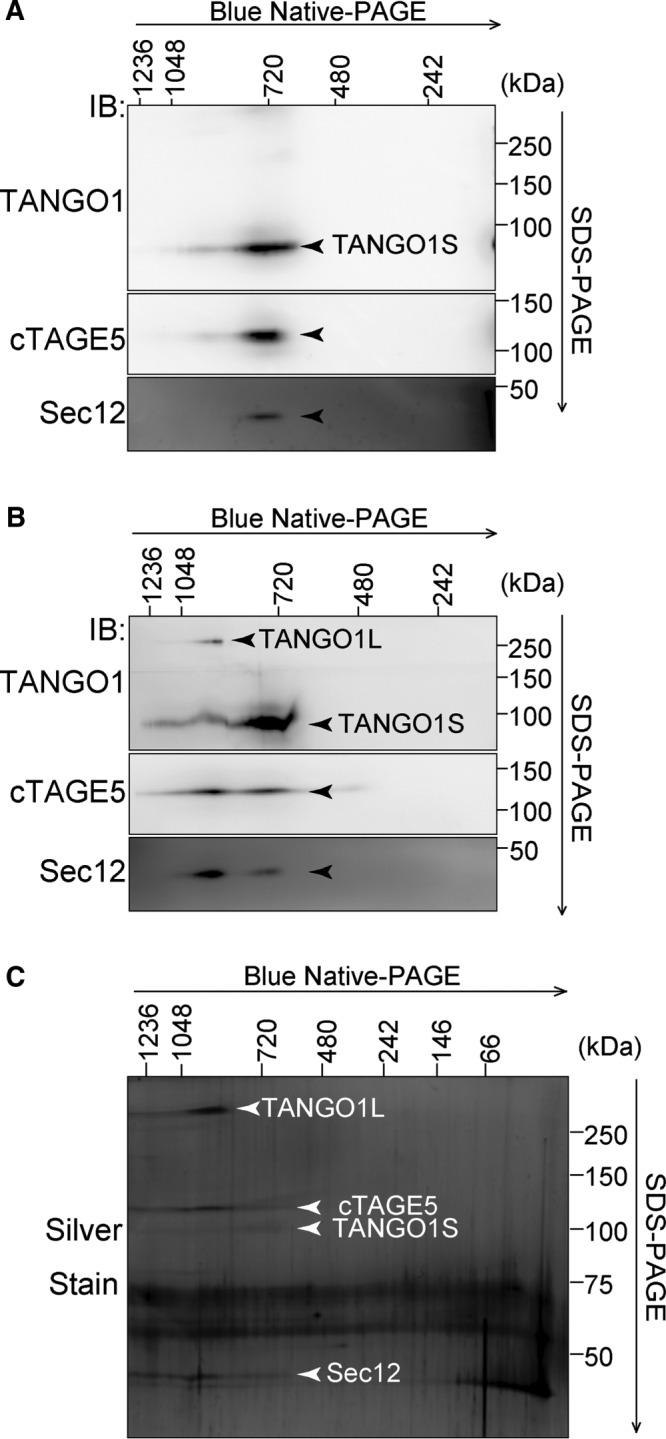 FIGURE 5: