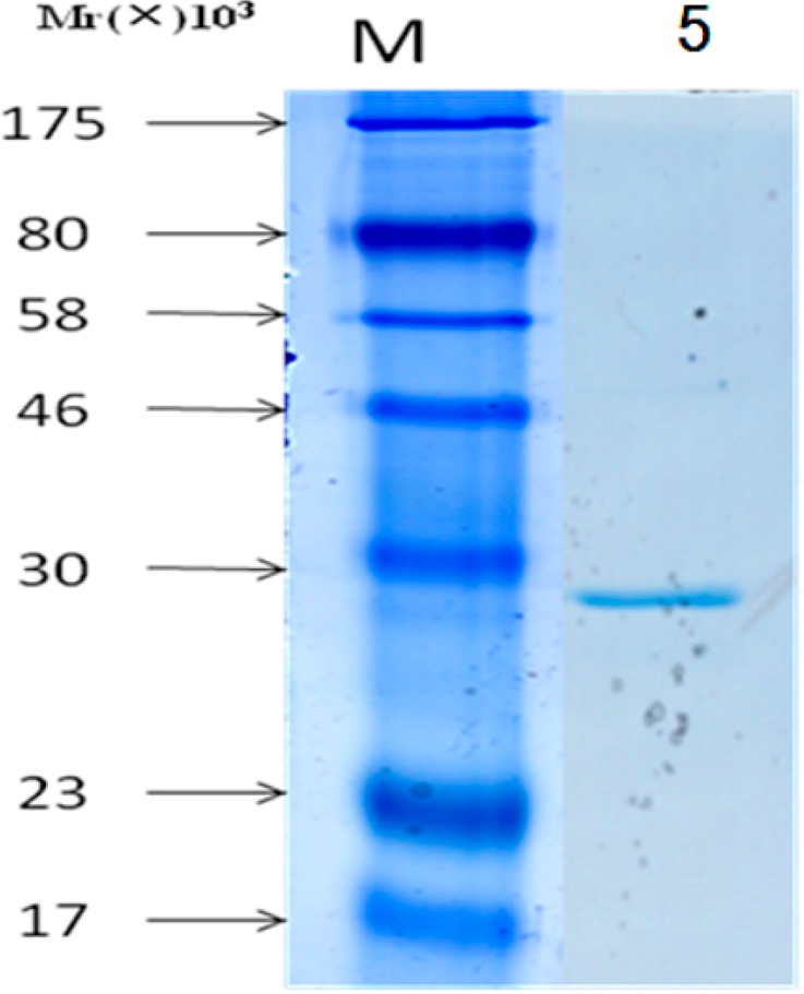 Figure 5