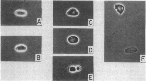 graphic file with name pnas00164-0104-a.jpg