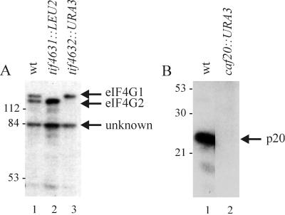 FIG. 1