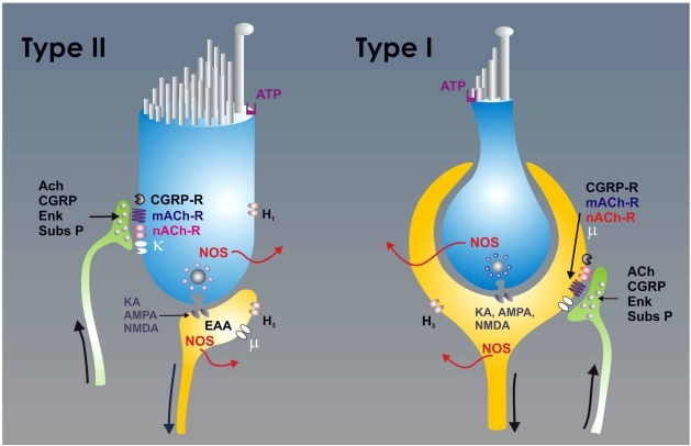 Fig. (1)