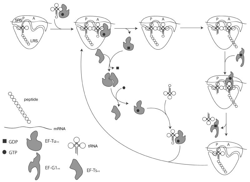 Fig. 2