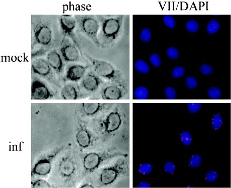 FIG. 6.