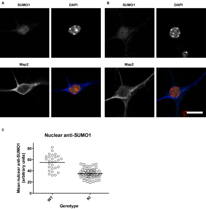 Figure 1—figure supplement 1.