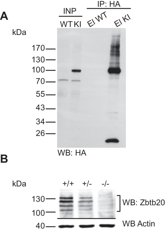 Figure 1—figure supplement 2.