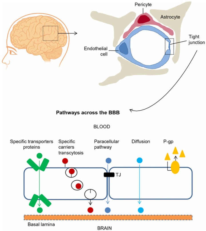 FIGURE 1
