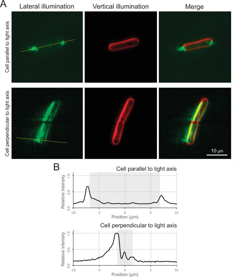 Figure 7—figure supplement 3.