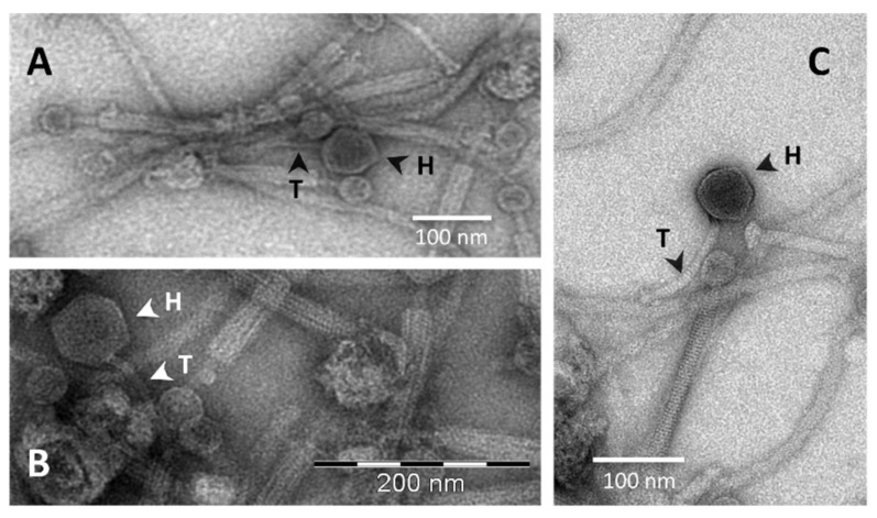 Figure 10