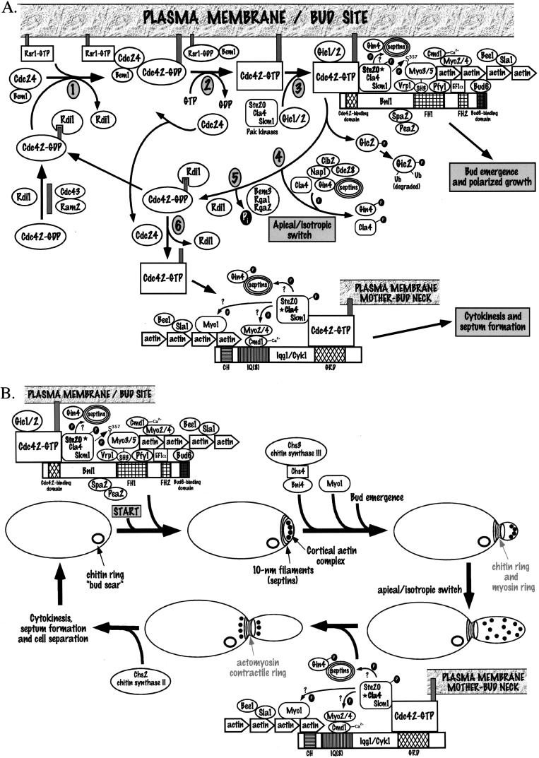 FIG. 3