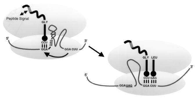 FIG. 1