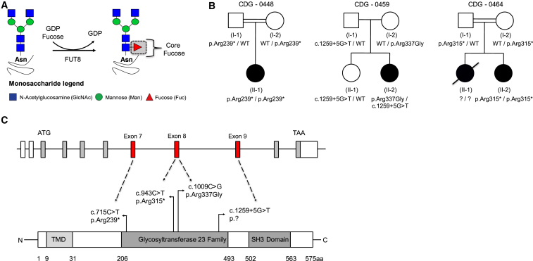 Figure 1