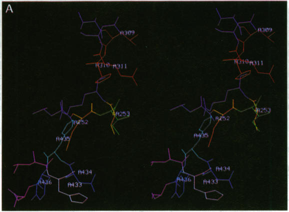 graphic file with name pnas01075-0111-a.jpg