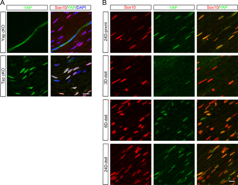 Figure 1—figure supplement 1.