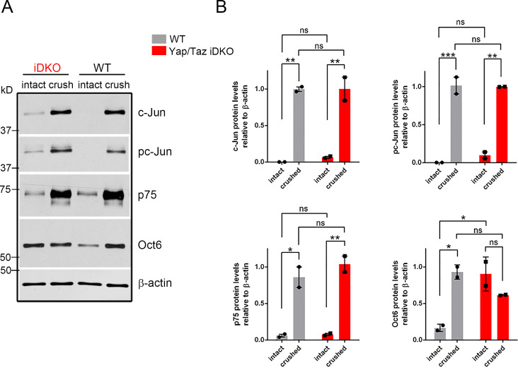 Figure 4—figure supplement 1.