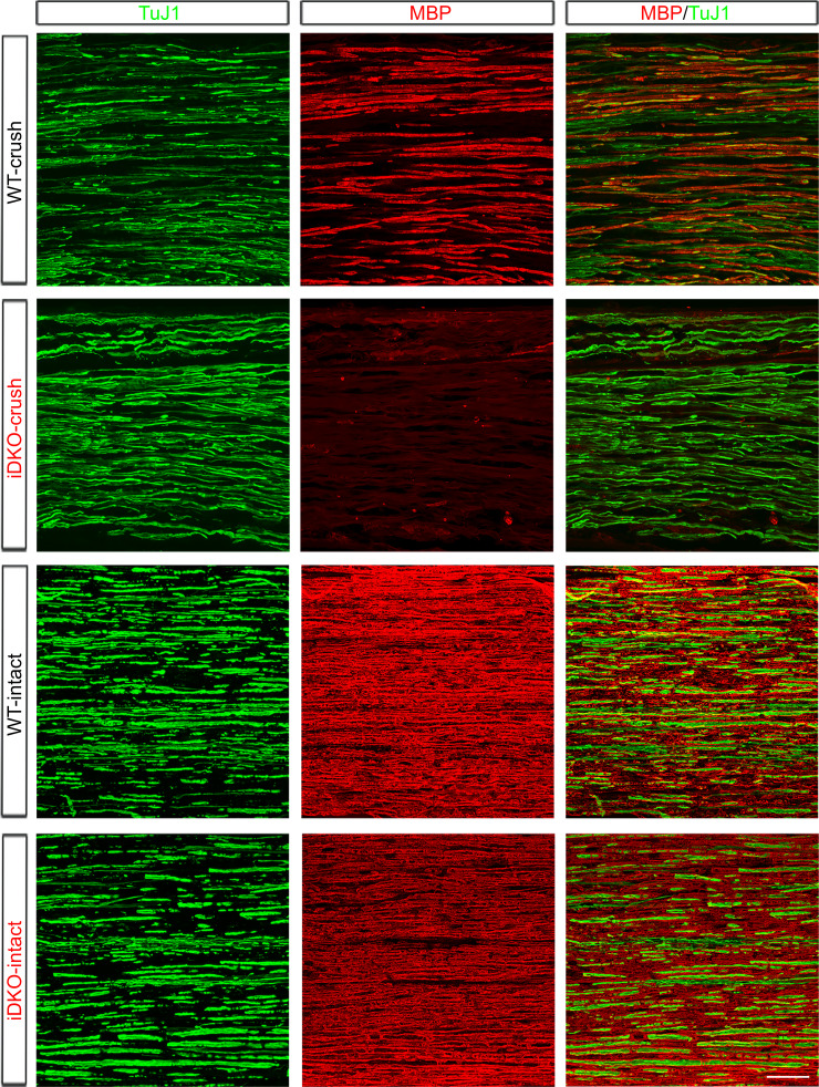 Figure 7—figure supplement 1.