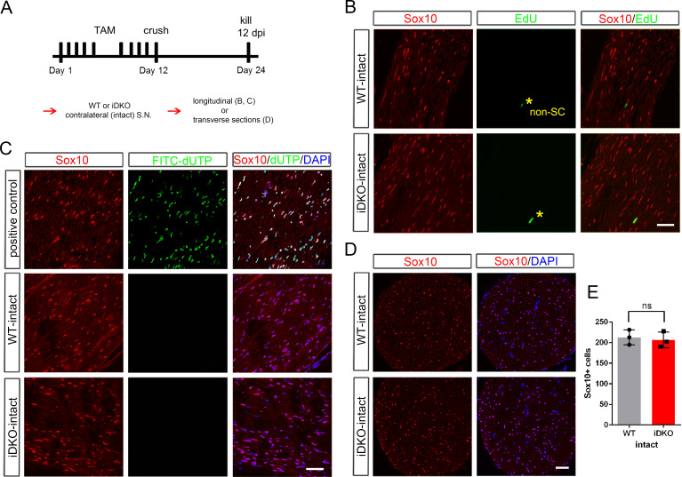 Figure 3—figure supplement 1.