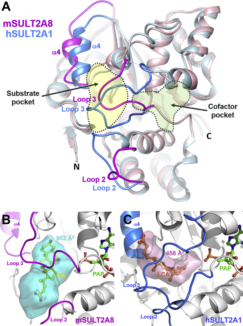 Fig. 2