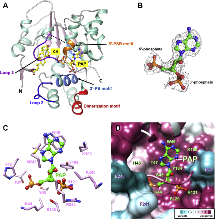 Fig. 1