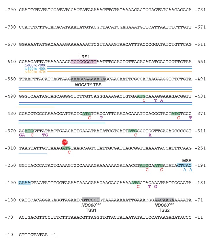 Figure 4—figure supplement 1.