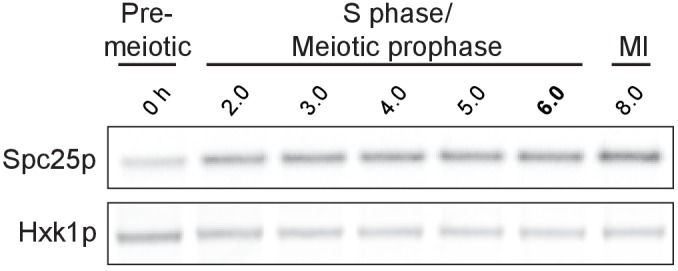 Figure 1—figure supplement 1.