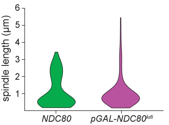 Figure 8—figure supplement 1.