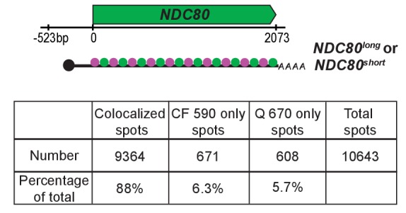 Figure 2—figure supplement 4.