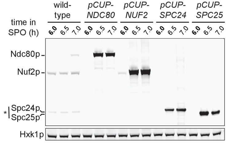 Figure 1—figure supplement 2.