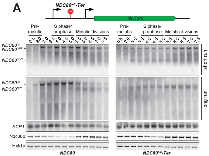 Figure 4—figure supplement 3.