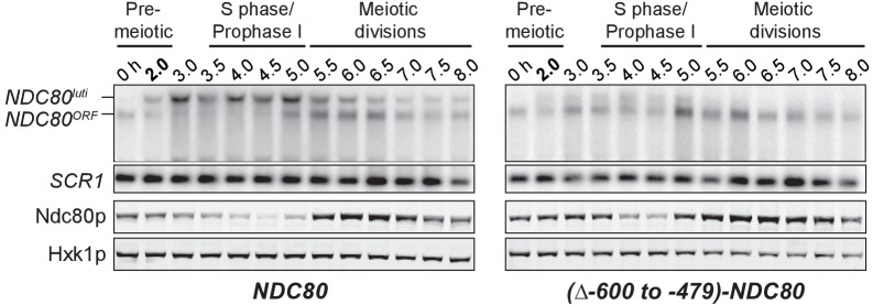 Figure 4—figure supplement 2.