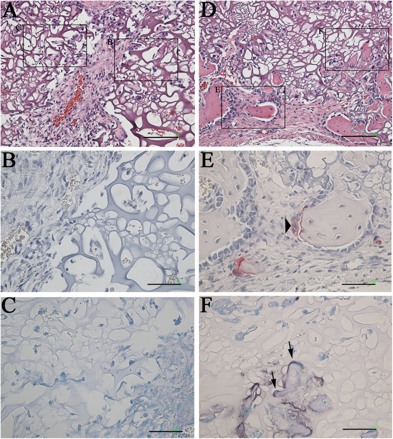 Fig. 12