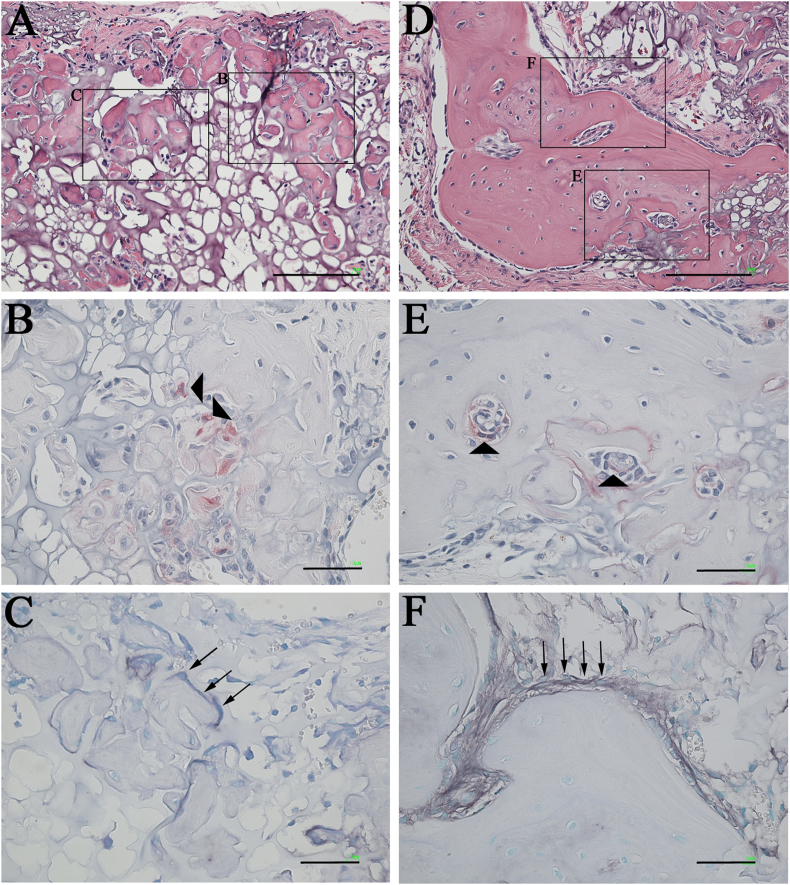 Fig. 13