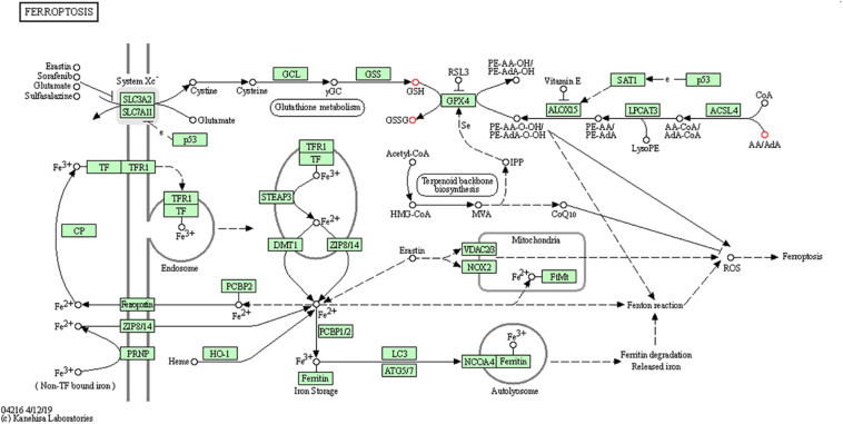 FIGURE 6