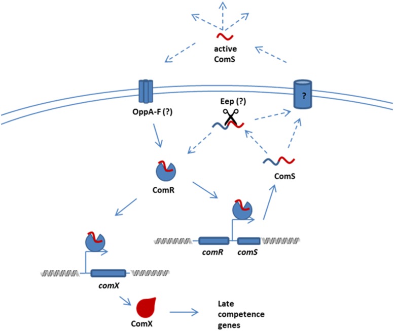 Figure 7