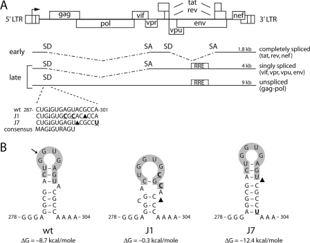 FIG. 1.