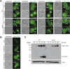 Figure 4—figure supplement 2.