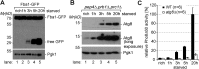 Figure 1—figure supplement 1.