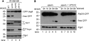 Figure 6—figure supplement 1.