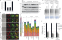 Figure 5—figure supplement 1.