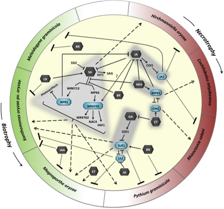 FIGURE 1