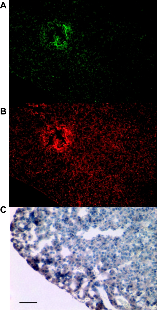 Fig. 8.