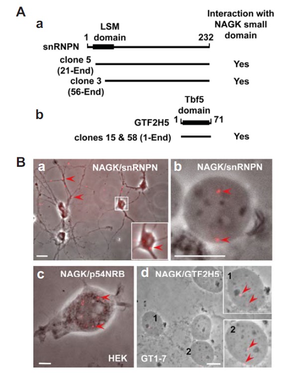 Fig. 5.