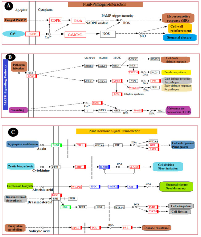 Figure 6