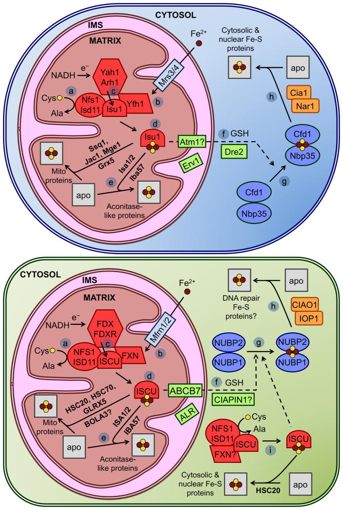 Figure 7