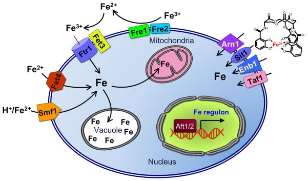 Figure 9